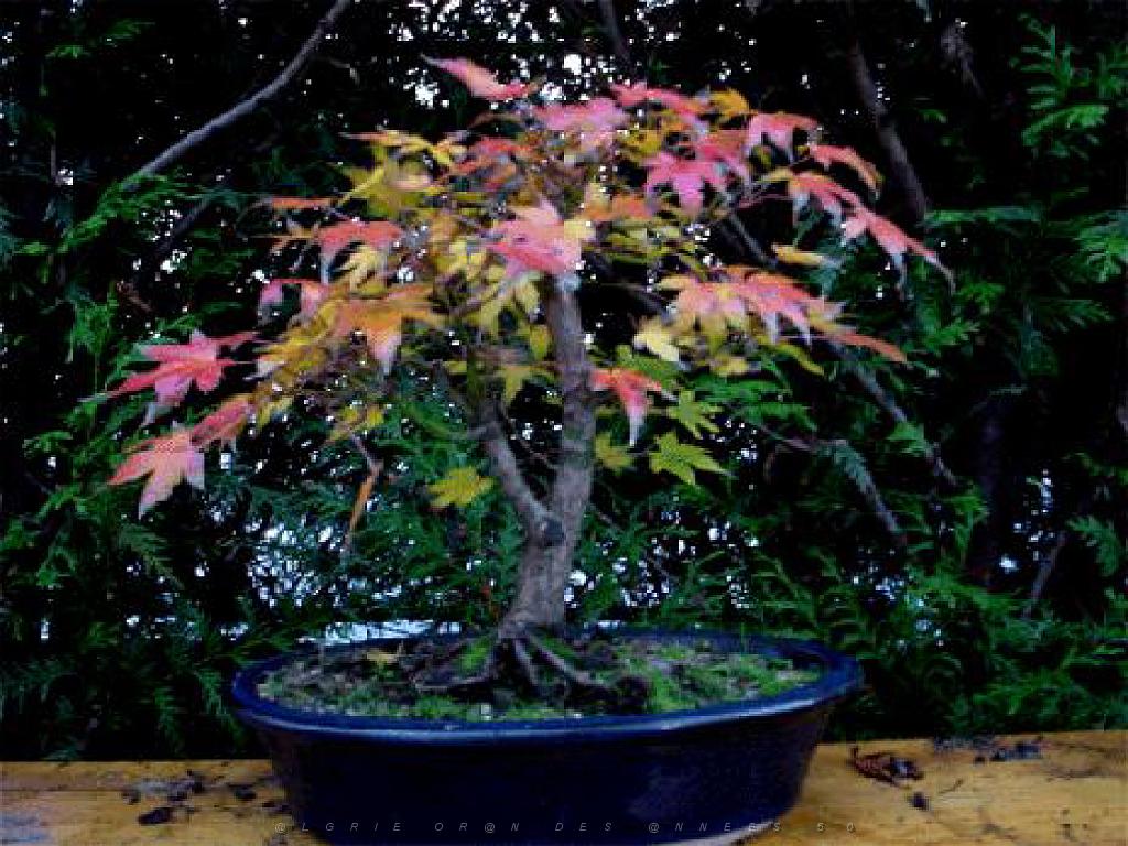 149 BONZAI A MAULEVRIER 2016_000006.jpg